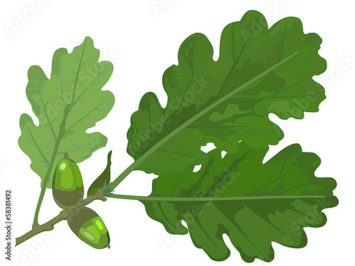 Vector: Oak leaf and acorn twig Oak leaf and acorn twig