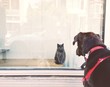 Cat and Dog Staredown Cat and Dog Staredown