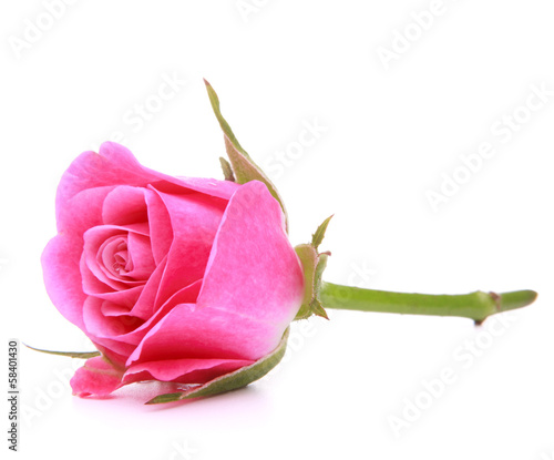 Photo: Pink rose flower head isolated on white background cutout Pink rose flower head isolated on white background cutout