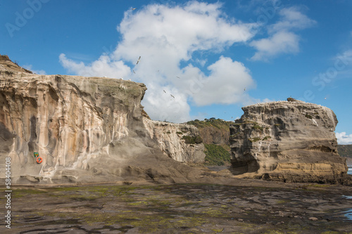 Photo: eroded cliffs at Muriwai with flying gannets eroded cliffs at Muriwai with flying gannets