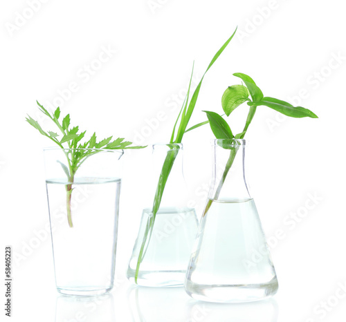 Photo: Plants in test tubes, isolated on white Plants in test tubes, isolated on white