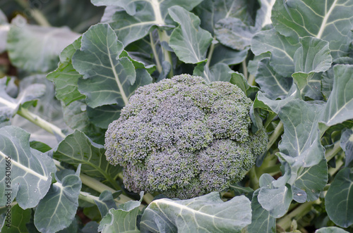Photo: broccoli broccoli