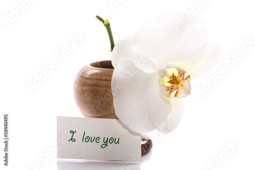 Photo: beautiful white orchid beautiful white orchid