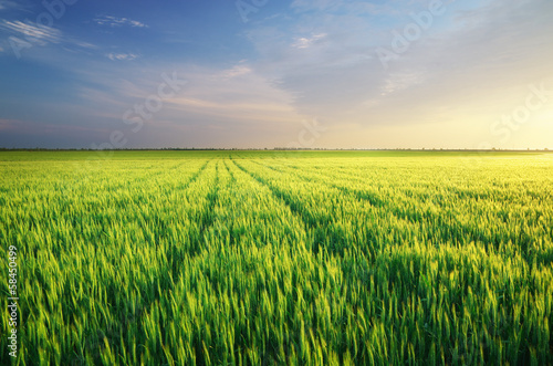 Photo: Meadow of wheat Meadow of wheat