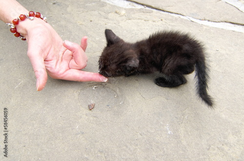 black kitten licking the food from a person's finger 
