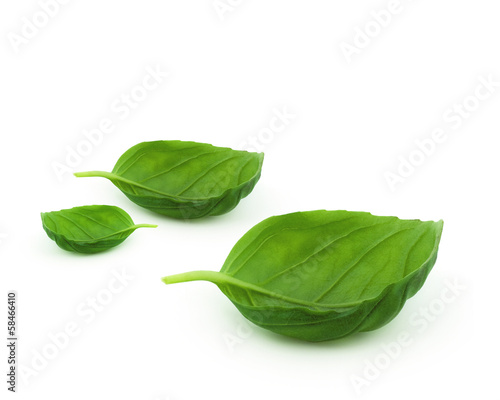 Photo: Basil Basil