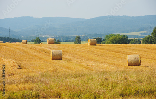 Photo: Sheaves in a field Sheaves in a field
