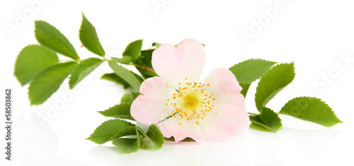 Photo: Hip rose flower, isolated on white Hip rose flower, isolated on white