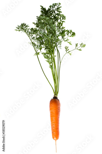 Photo: Plant carrots Plant carrots