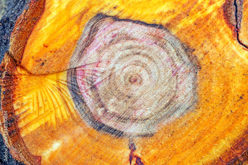 Photo: Tree Stump plum Tree Stump plum