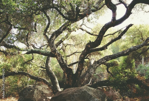 Instant Collection: tree in santa barbara tree in santa barbara