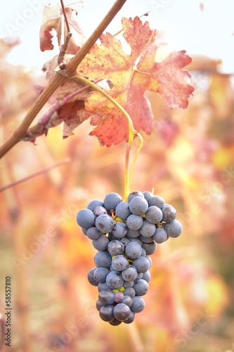 Photo: bunch of grapes bunch of grapes