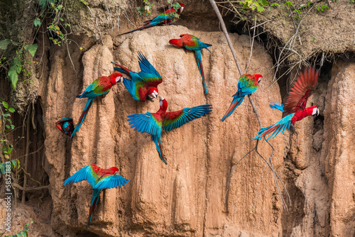 Photo: macaws in clay lick in the peruvian Amazon jungle at Madre de Di macaws in clay lick in the peruvian Amazon jungle at Madre de Di