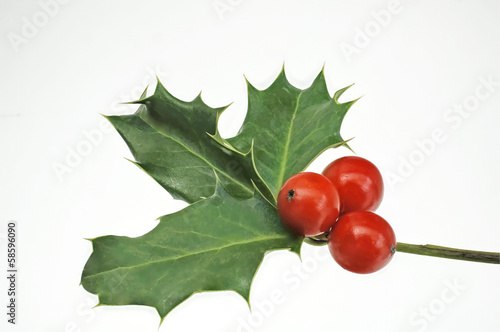 Photo: Stechpalme rote Beeren Stechpalme rote Beeren