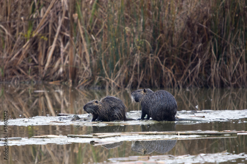 Photo: Nutrie che si rincorrono Nutrie che si rincorrono