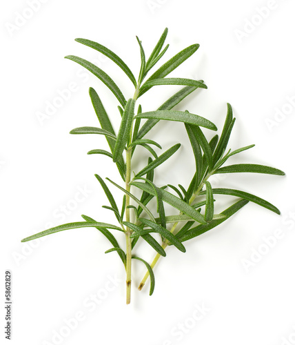 Photo: twig of rosemary isolated on white twig of rosemary isolated on white