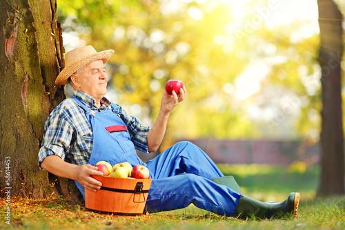 Photo: Male worker in overalls looking at apple in orchard Male worker in overalls looking at apple in orchard