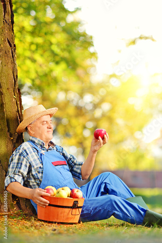 Photo: Agricultural worker with basket of apples sitting in orchard Agricultural worker with basket of apples sitting in orchard