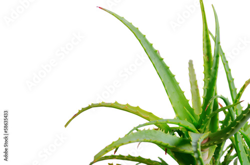 Photo: Aloe Vera Aloe Vera