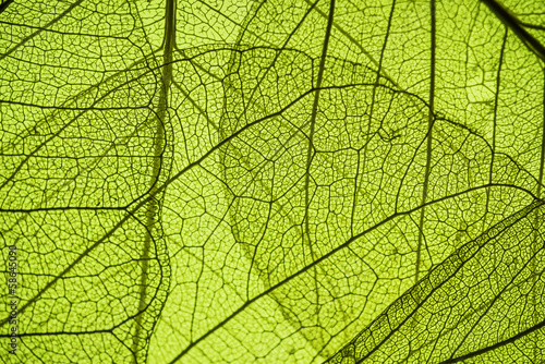 Fototapeta green leaf texture - in detail