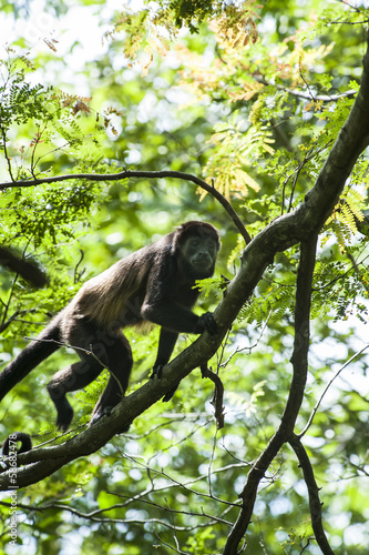 Photo: Howler Monkey Howler Monkey