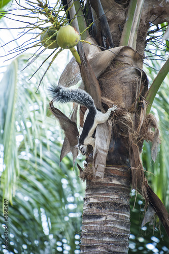 Photo: Tree Squirrel Climbs in a Coconut Palm Tree Squirrel Climbs in a Coconut Palm
