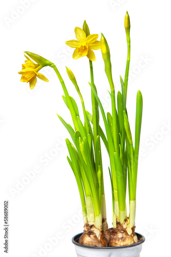 Photo: narcissus narcissus