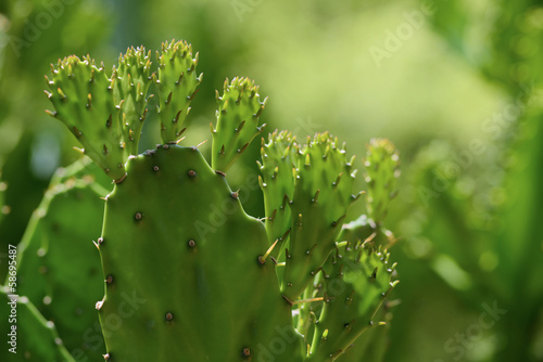 Photo: Cactus Cactus