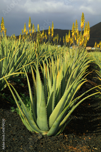 Photo: Aloe vera plantation. Aloe vera plantation.