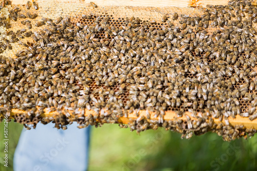 Photo: Bees Swarming On A Honeycomb Bees Swarming On A Honeycomb