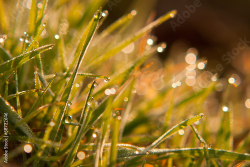Photo: Grass Grass
