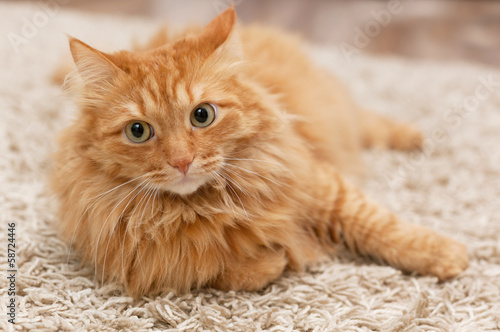 Photo: fluffy cat fluffy cat