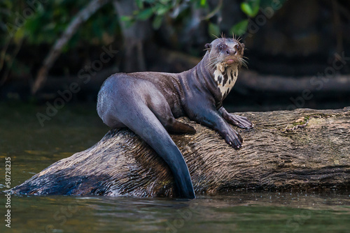 Photo: Giant otter standing on log in the peruvian Amazon jungle at Mad Giant otter standing on log in the peruvian Amazon jungle at Mad