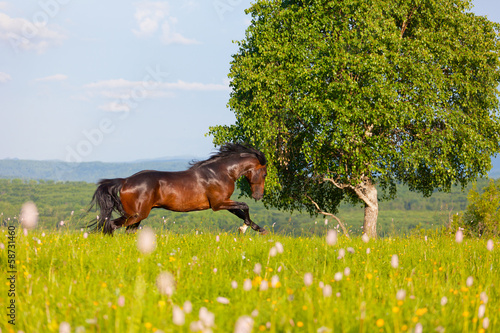 Photo: bay horse goes on a green meadow bay horse goes on a green meadow