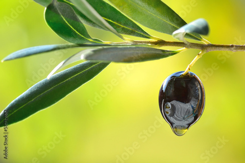 Photo: Olive with oil drop closeup, concept of fresh olive oil Olive with oil drop closeup, concept of fresh olive oil