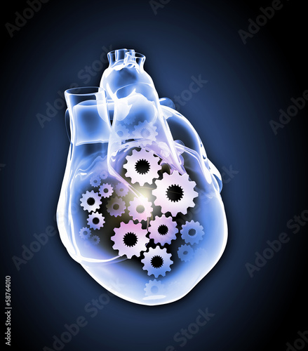 Photo: Human heart Human heart