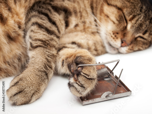 Photo: Mouse nightmare Mouse nightmare