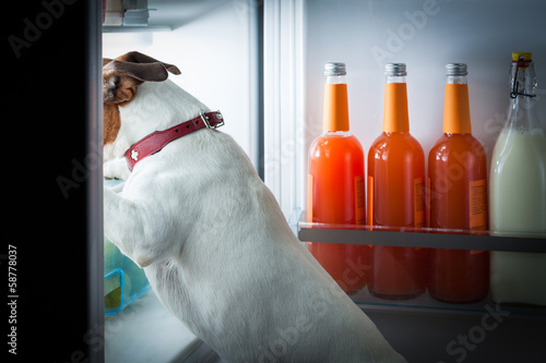 Photo: midnight hungry dog midnight hungry dog
