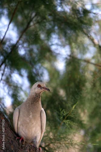 Photo: Portrait of a Pigeon Portrait of a Pigeon