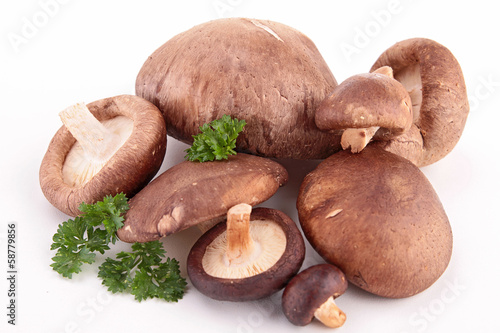 Photo: mushrooms isolated mushrooms isolated