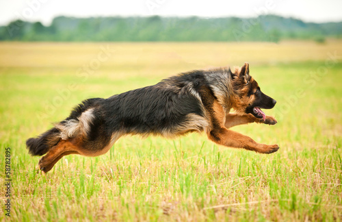 German shepherd dog running with four legs in the air