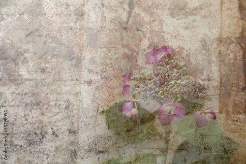 Photo: grunge hydrangea flower with buds and leaves grunge hydrangea flower with buds and leaves