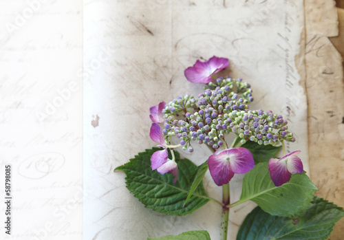 Photo: vintage paper with fresh hydrangea vintage paper with fresh hydrangea
