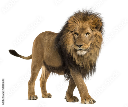 Side view of a Lion walking, Panthera Leo, 10 years old - 58808640