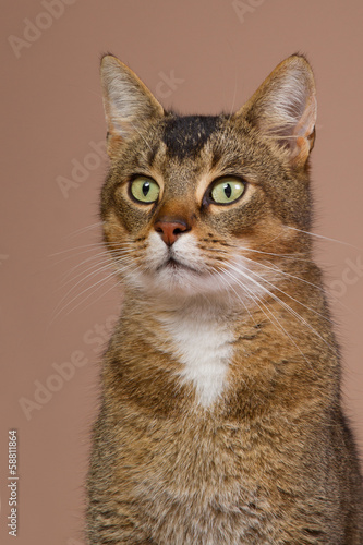 Photo: Portrait of a beautiful crossbred Abessin Portrait of a beautiful crossbred Abessin