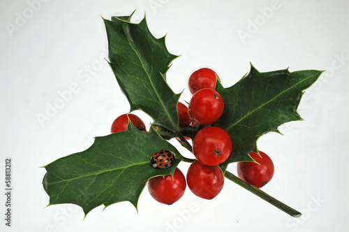 Photo: rote Beeren Stechpalme rote Beeren Stechpalme