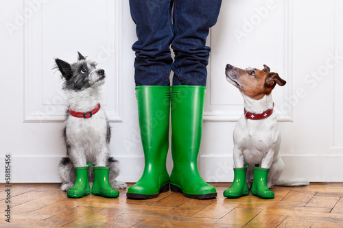 Photo: two dogs and owner two dogs and owner