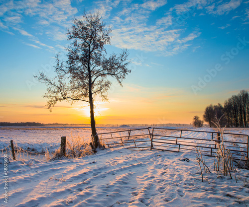 Photo: Lonely Tree in Winter Landscape Lonely Tree in Winter Landscape