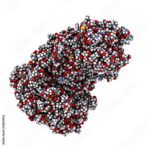 Illustration: Thyphoid toxin protein. Toxin produced by Salmonella typhi Thyphoid toxin protein. Toxin produced by Salmonella typhi