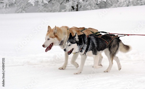 Photo: dogs in harness dogs in harness